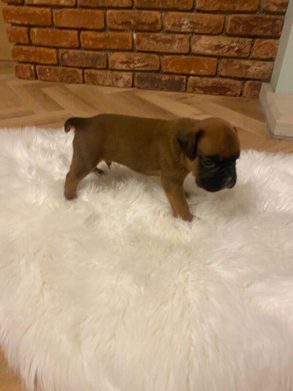 Boxer puppies for sale in Chesterfield, Derbyshire – KC registered, 4 weeks old - Image 8 of 14