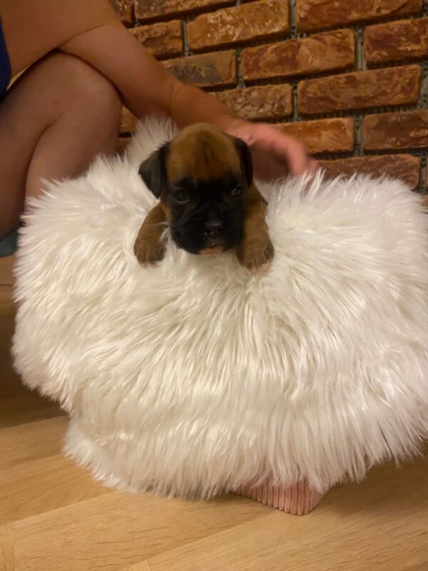 Boxer puppies for sale in Chesterfield, Derbyshire – KC registered, 4 weeks old - Image 9 of 14