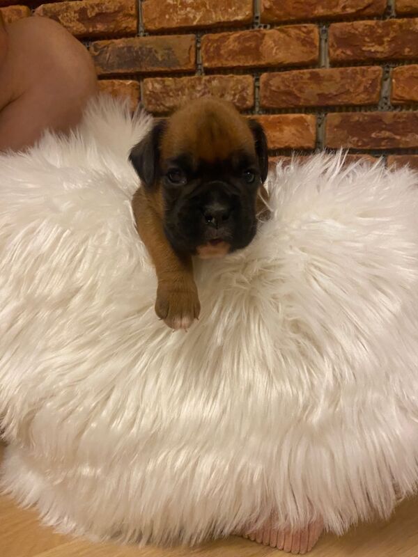 Boxer puppies for sale in Chesterfield, Derbyshire – KC registered, 4 weeks old - Image 10 of 14