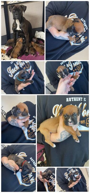 Boxer puppies for sale in Hythe, Hampshire – 4 weeks old
