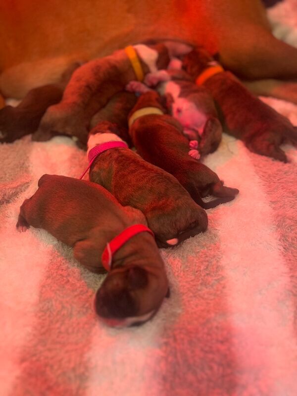 Boxer puppies for sale in Oxford, Oxfordshire – 3 days old