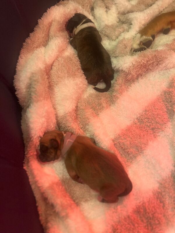 Boxer puppies for sale in Oxford, Oxfordshire – 1 week old - Image 2 of 15