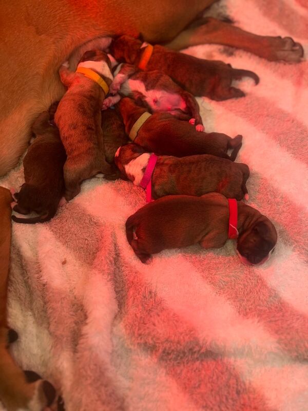 Boxer puppies for sale in Oxford, Oxfordshire – 1 week old - Image 3 of 15