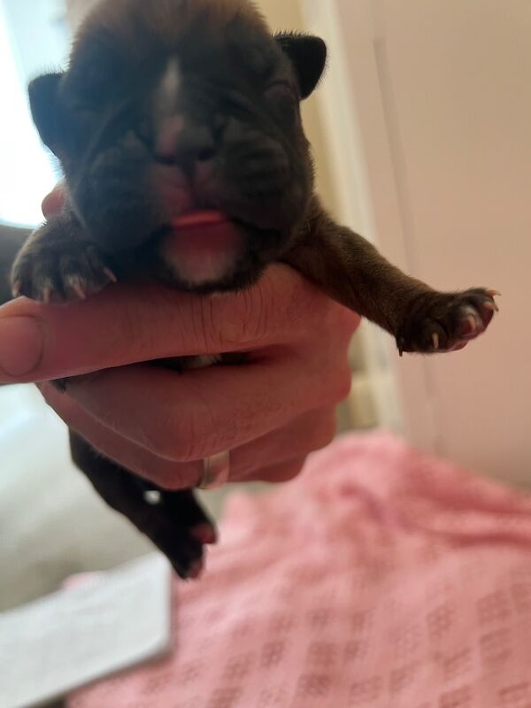 Boxer puppies for sale in Oxford, Oxfordshire – 1 week old - Image 4 of 15