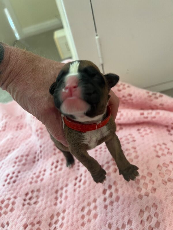Boxer puppies for sale in Oxford, Oxfordshire – 1 week old - Image 6 of 15