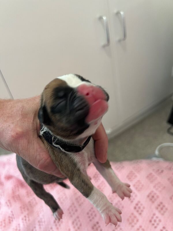 Boxer puppies for sale in Oxford, Oxfordshire – 1 week old - Image 7 of 15