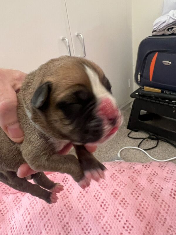 Boxer puppies for sale in Oxford, Oxfordshire – 1 week old - Image 8 of 15