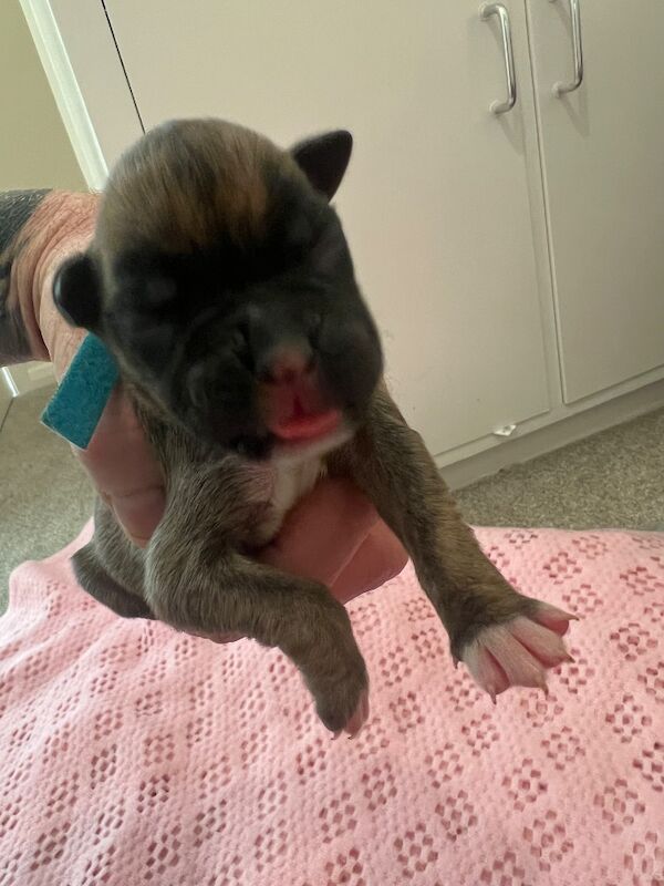 Boxer puppies for sale in Oxford, Oxfordshire – 1 week old - Image 9 of 15