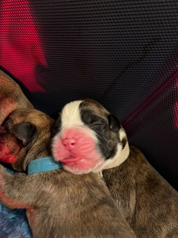 Boxer puppies for sale in Oxford, Oxfordshire – 1 week old - Image 10 of 15