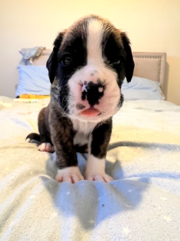 Boxer puppies for sale in Oxford, Oxfordshire – 3 weeks old