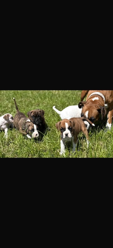 Beautiful Boxer Puppies - Image 2 of 5