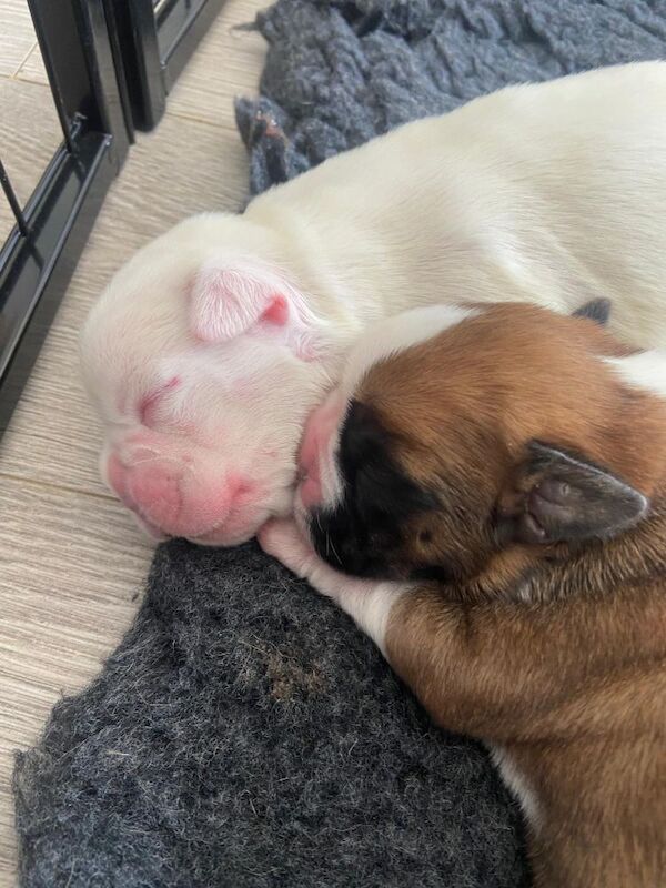 Beautiful Boxer Puppies for Sale – KC Registered for sale in CF72 8JY