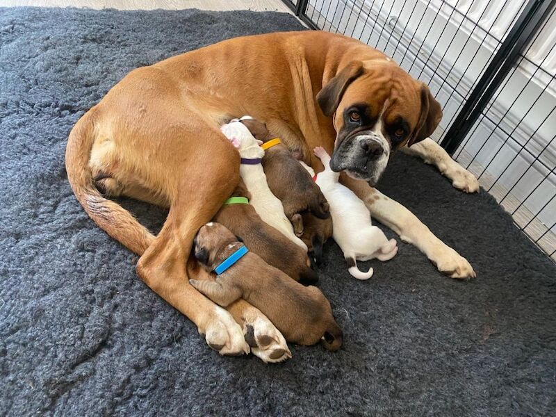 Beautiful Boxer Puppies for Sale – KC Registered for sale in CF72 8JY 