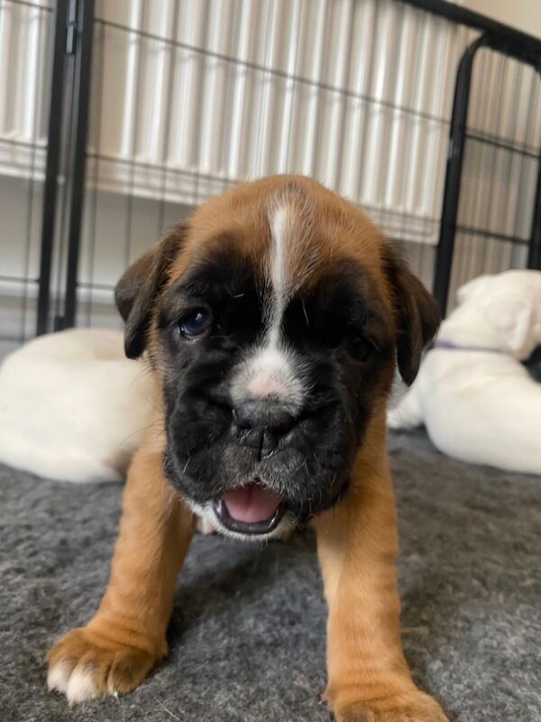 Beautiful Boxer Puppies for Sale – KC Registered for sale in CF72 8JY | Image 2