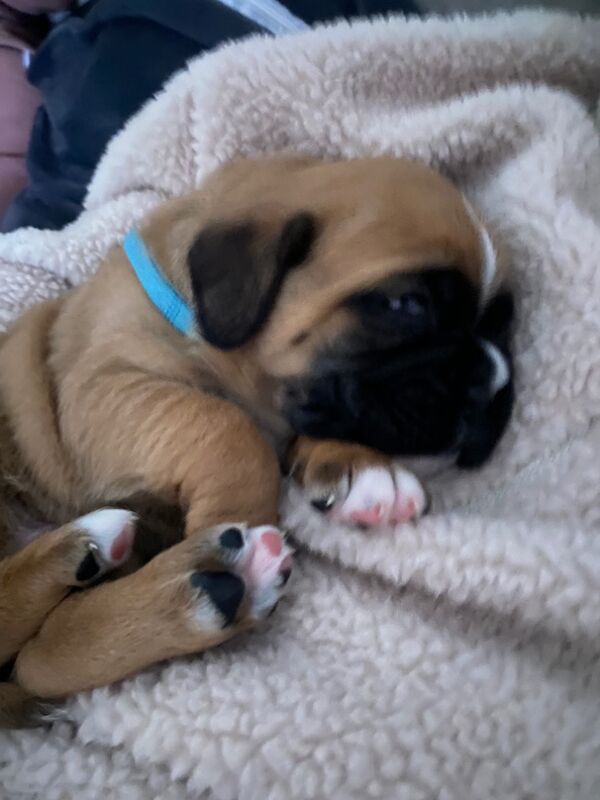 Beautiful Boxer Puppies for Sale – KC Registered for sale in CF72 8JY | Image 3