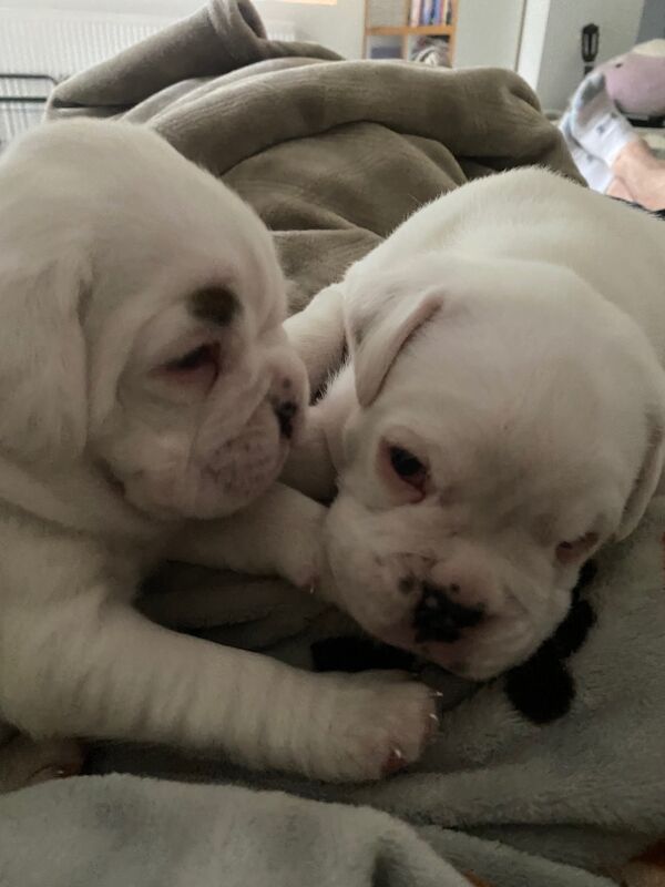 Beautiful Boxer Puppies for Sale – KC Registered for sale in CF72 8JY | Image 3