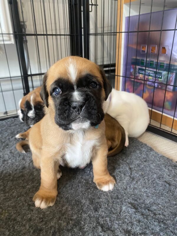 Beautiful Boxer Puppies for Sale – KC Registered for sale in CF72 8JY | Image 4