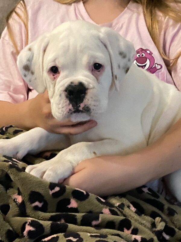 Boxer puppies for sale in CF72 8JY – KC registered, 9 weeks old