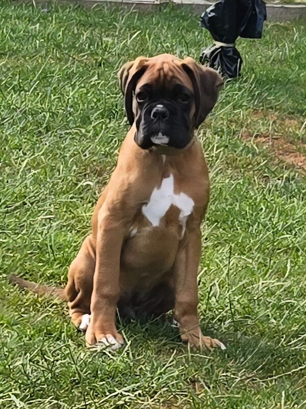 Boxer puppies for sale in Kingston upon Hull, East Riding of Yorkshire – KC registered, 12 weeks old - Image 1 of 14