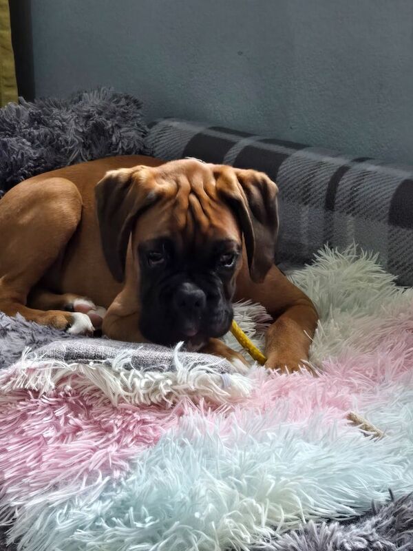 Boxer puppies for sale in Kingston upon Hull, East Riding of Yorkshire – KC registered, 12 weeks old - Image 2 of 14