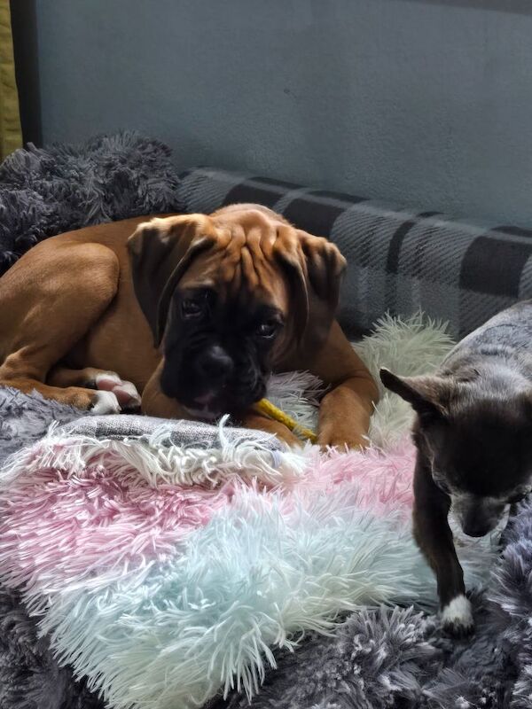 Boxer puppies for sale in Kingston upon Hull, East Riding of Yorkshire – KC registered, 12 weeks old - Image 3 of 14