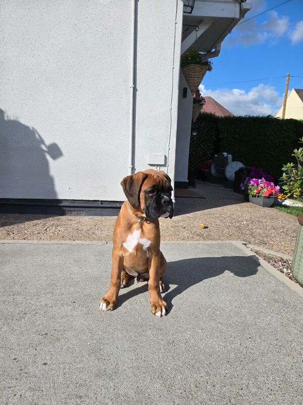 Boxer puppies for sale in Kingston upon Hull, East Riding of Yorkshire – KC registered, 12 weeks old - Image 4 of 14