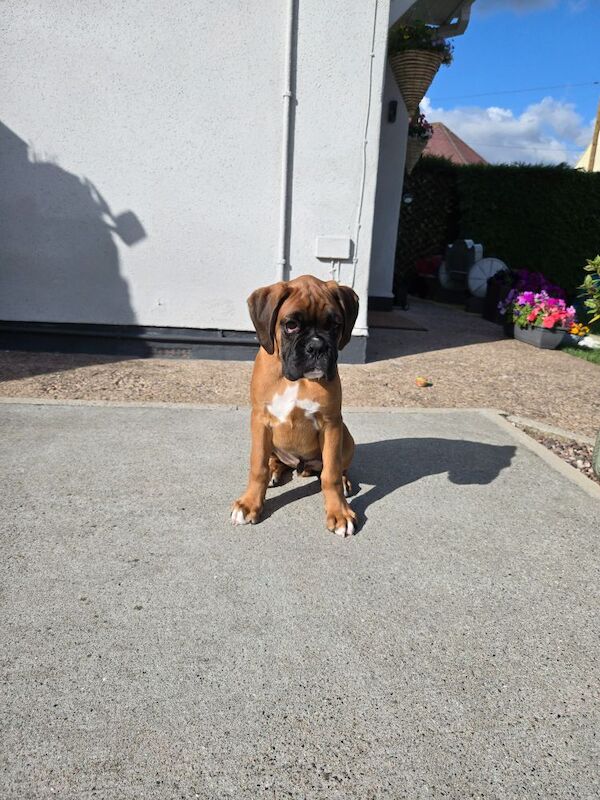 Boxer puppies for sale in Kingston upon Hull, East Riding of Yorkshire – KC registered, 12 weeks old - Image 5 of 14