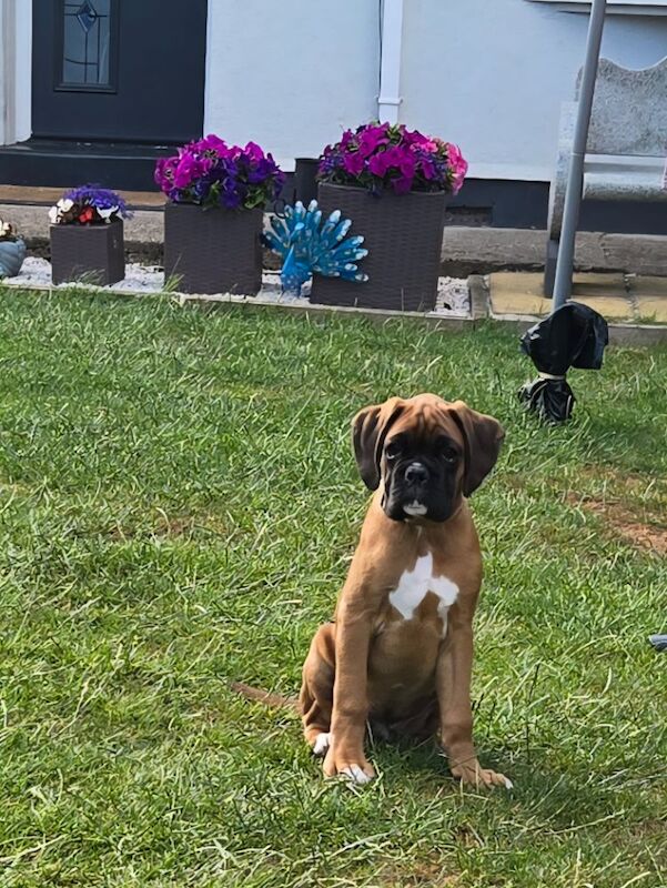 Boxer puppies for sale in Kingston upon Hull, East Riding of Yorkshire – KC registered, 12 weeks old - Image 6 of 14