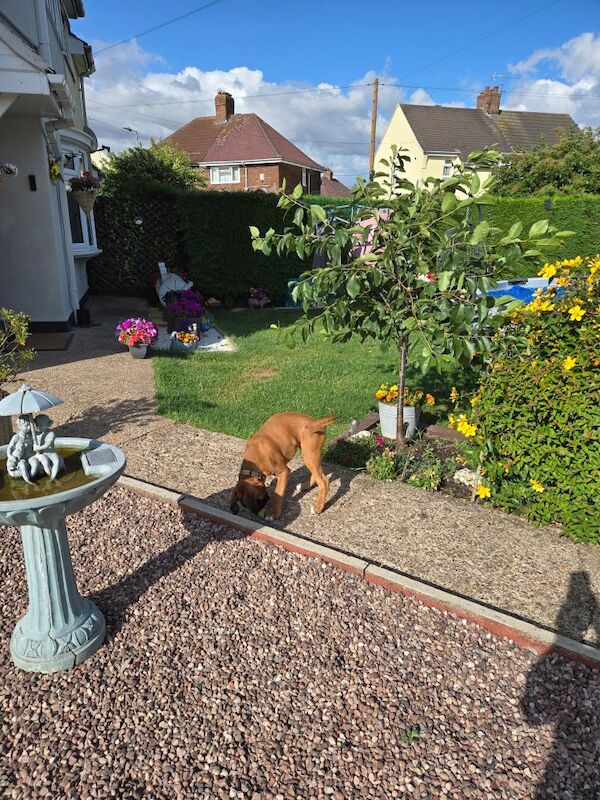 Boxer puppies for sale in Kingston upon Hull, East Riding of Yorkshire – KC registered, 12 weeks old - Image 8 of 14