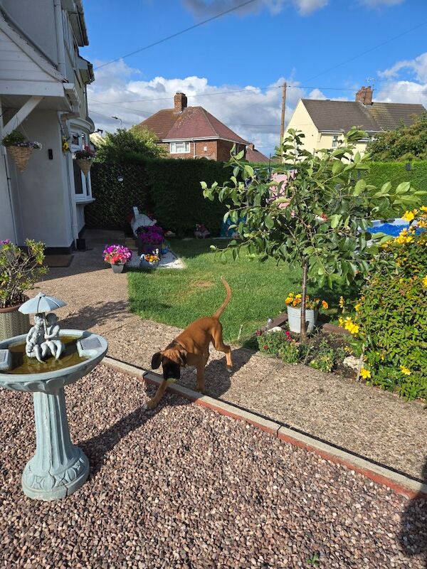 Boxer puppies for sale in Kingston upon Hull, East Riding of Yorkshire – KC registered, 12 weeks old - Image 10 of 14