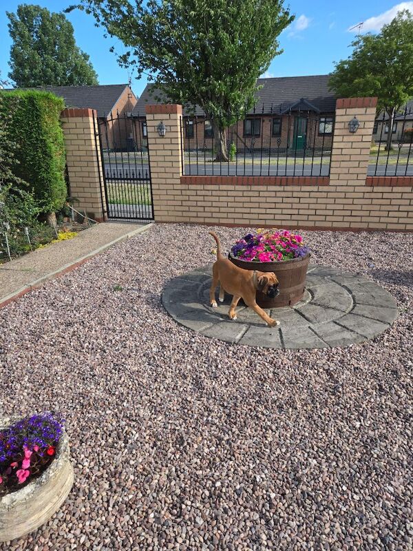 Boxer puppies for sale in Kingston upon Hull, East Riding of Yorkshire – KC registered, 12 weeks old - Image 11 of 14