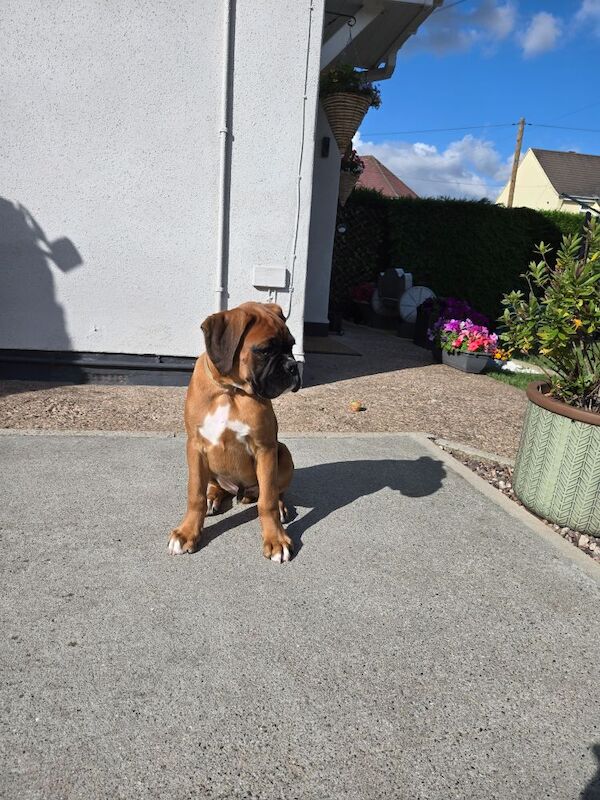Boxer puppies for sale in Kingston upon Hull, East Riding of Yorkshire – KC registered, 12 weeks old - Image 12 of 14