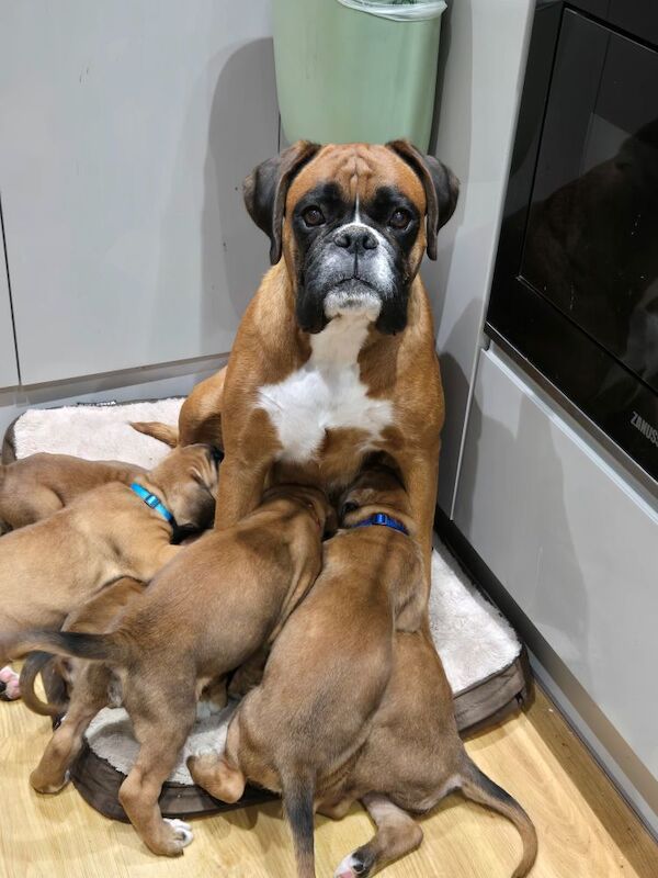 Boxer puppies for sale in Kingston upon Hull, East Riding of Yorkshire – KC registered, 12 weeks old - Image 13 of 14