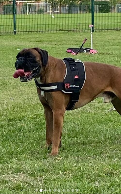 Boxer puppies for sale in Kingston upon Hull, East Riding of Yorkshire – KC registered, 12 weeks old - Image 14 of 14