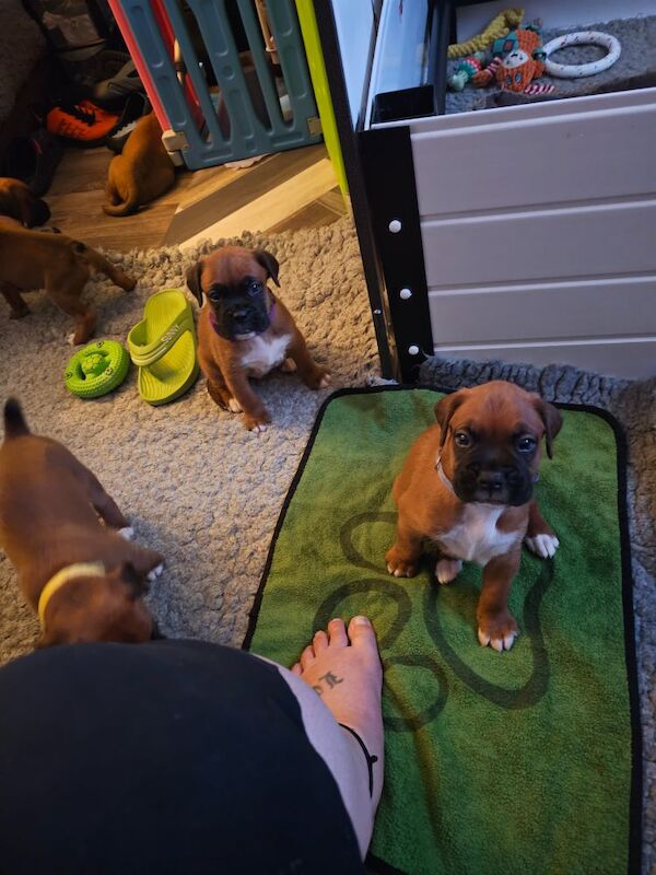 Boxer puppies for sale in Telford, Shropshire – KC registered, 4 weeks old - Image 15 of 15