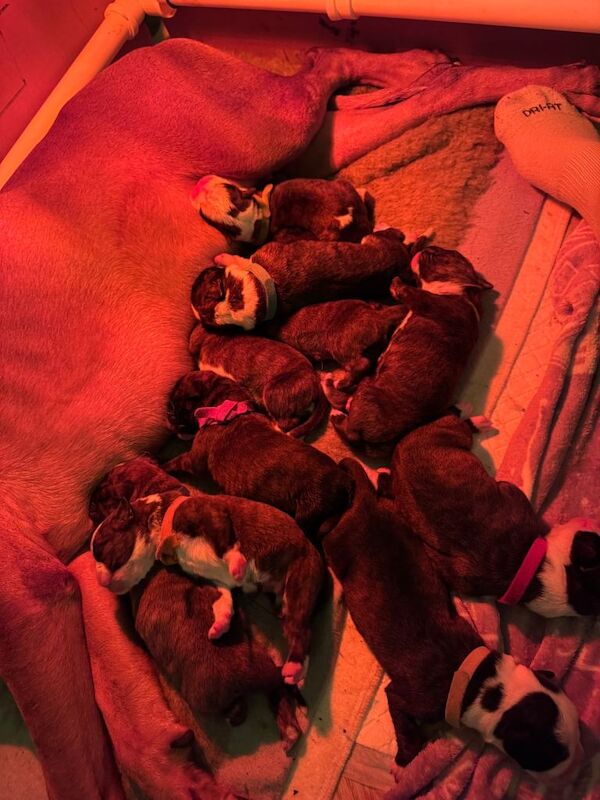Boxer puppies for sale in Norwich, Norfolk – KC registered, 4 days old