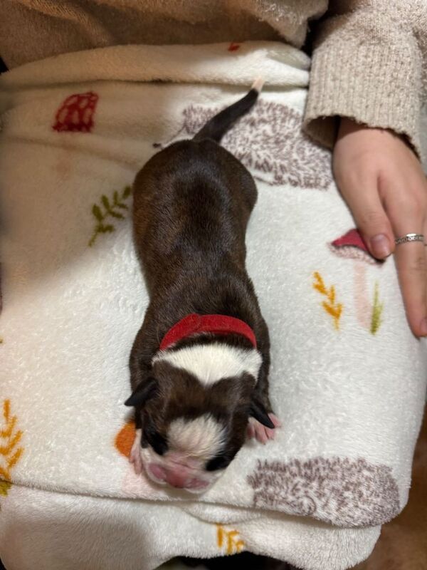 Boxer puppies for sale in Norwich, Norfolk – KC registered, 4 days old - Image 2 of 3