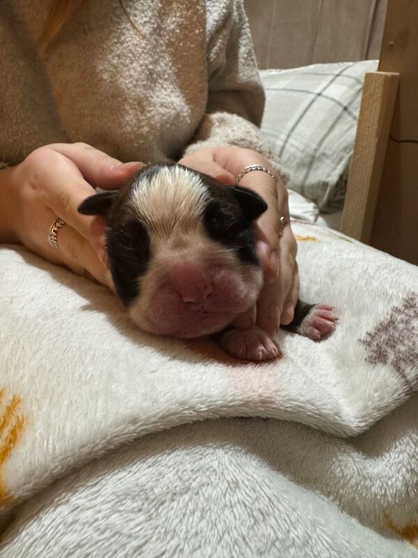 Boxer puppies for sale in Norwich, Norfolk – KC registered, 4 days old - Image 3 of 3