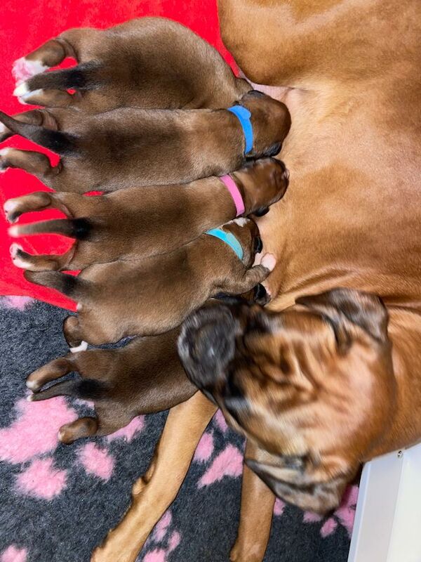 Beautiful Home Reared Boxer Puppies For Sale in Queensferry, City of