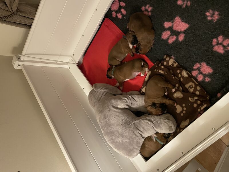 Beautiful Home Reared Boxer Puppies For Sale in Queensferry, City of
