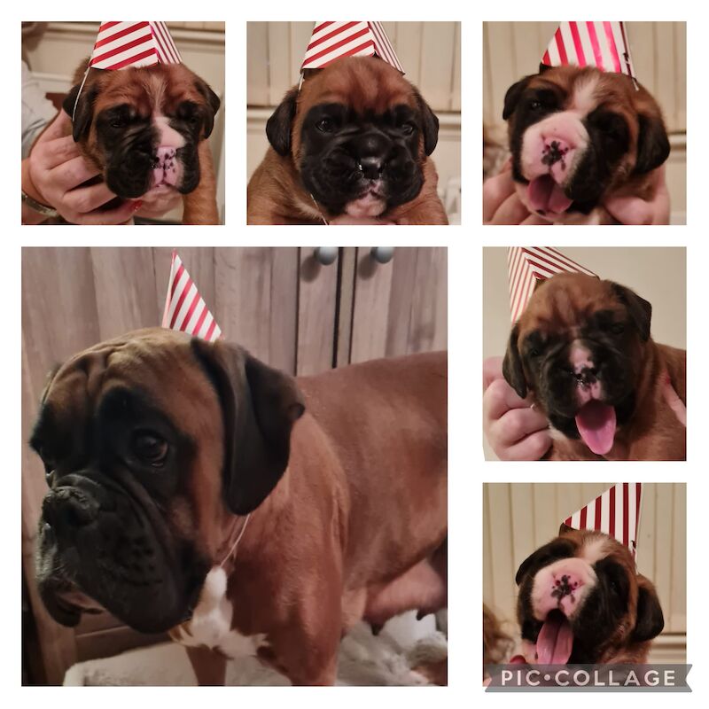 Beautiful Home Reared Boxer Puppies For Sale in Queensferry, City of