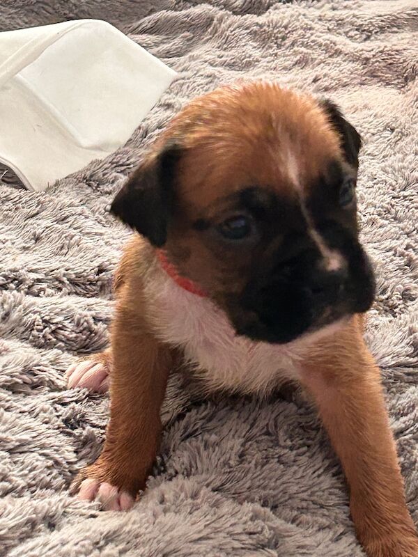 Kennel Club Registered Boxer Puppies For Sale