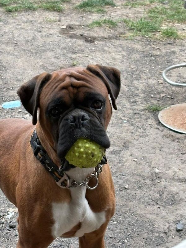 Boxer Puppies For Sale