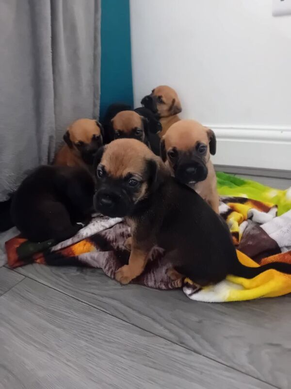 Boxer puppies for sale in Dudley, West Midlands – 4 weeks old