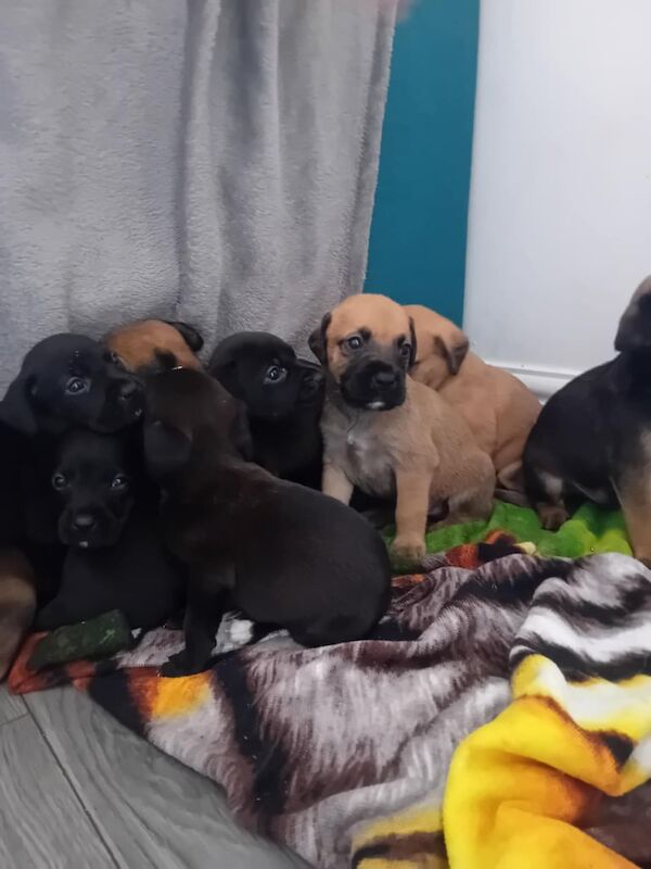 Boxer puppies for sale in Dudley, West Midlands – 4 weeks old - Image 2 of 2