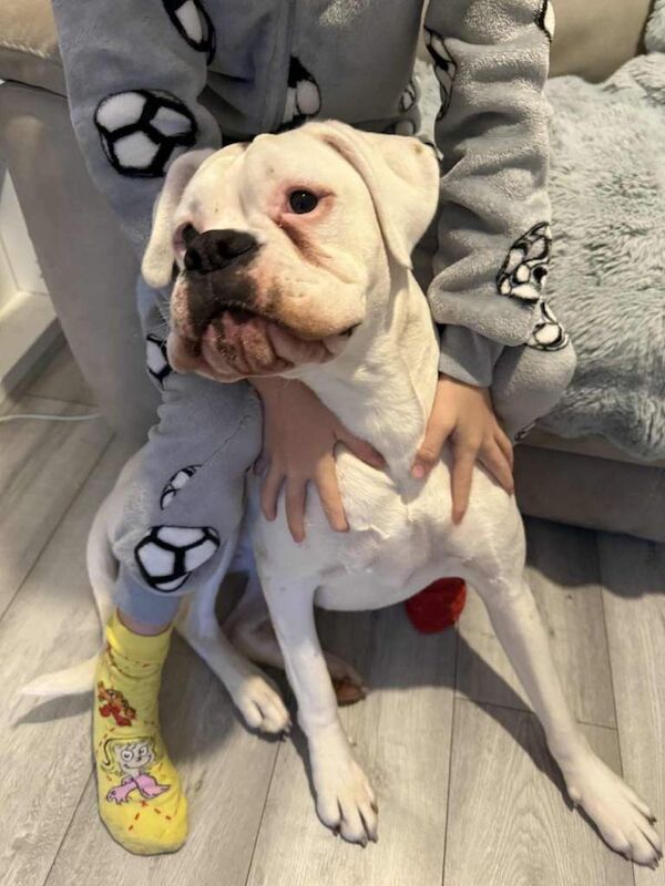 Boxer puppies for sale in Peterborough, Cambridgeshire – KC registered, 11 months old