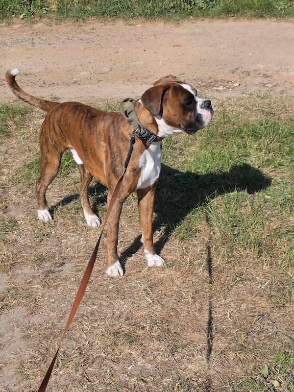 Boxer Puppies For Sale Under £1,000