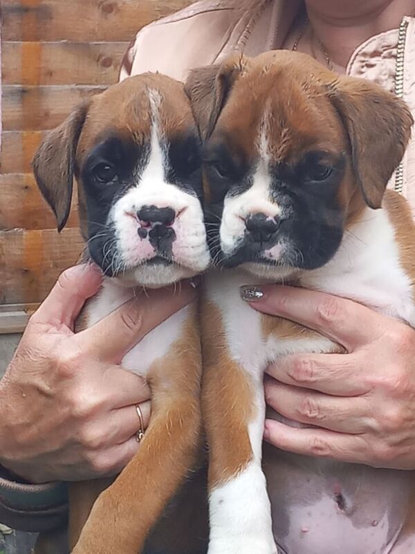 Boxer puppies for sale in Nottingham, Nottinghamshire – 7 weeks old