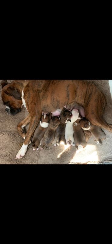 Boxer puppies for sale in Bournemouth, Dorset – KC registered, a few seconds old - Image 3 of 15