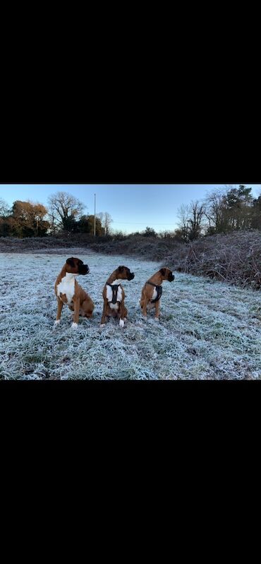 Boxer puppies for sale in Bournemouth, Dorset – KC registered, a few seconds old - Image 4 of 15